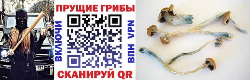 Псилоцибиновые грибы ЛСД  darknet наркотические препараты  Ковылкино 